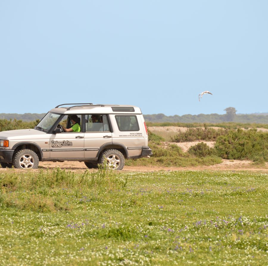 Visita a Doñana en jeep