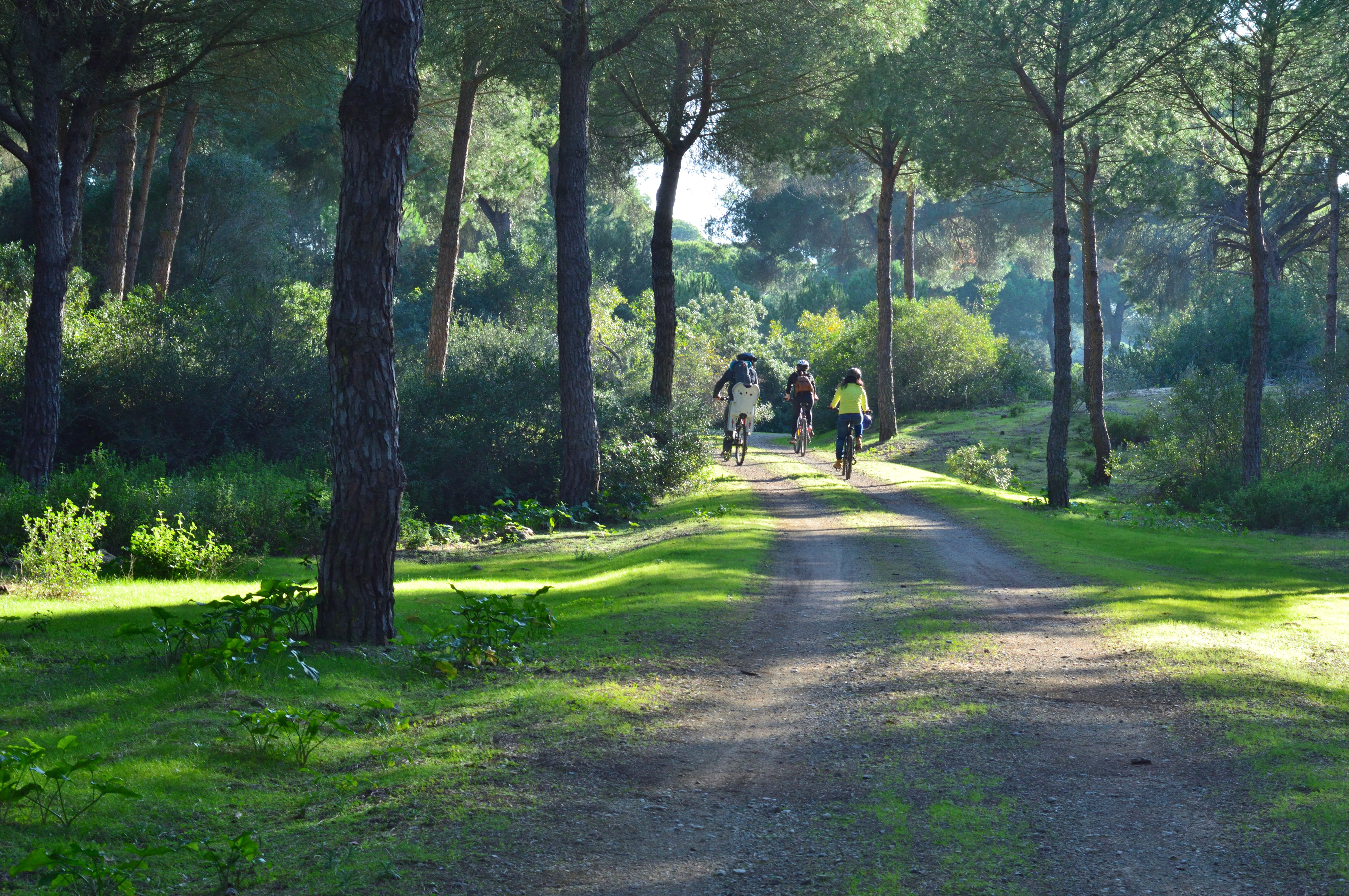 Ruta en bicicleta por bosque de pinos  en Doñana