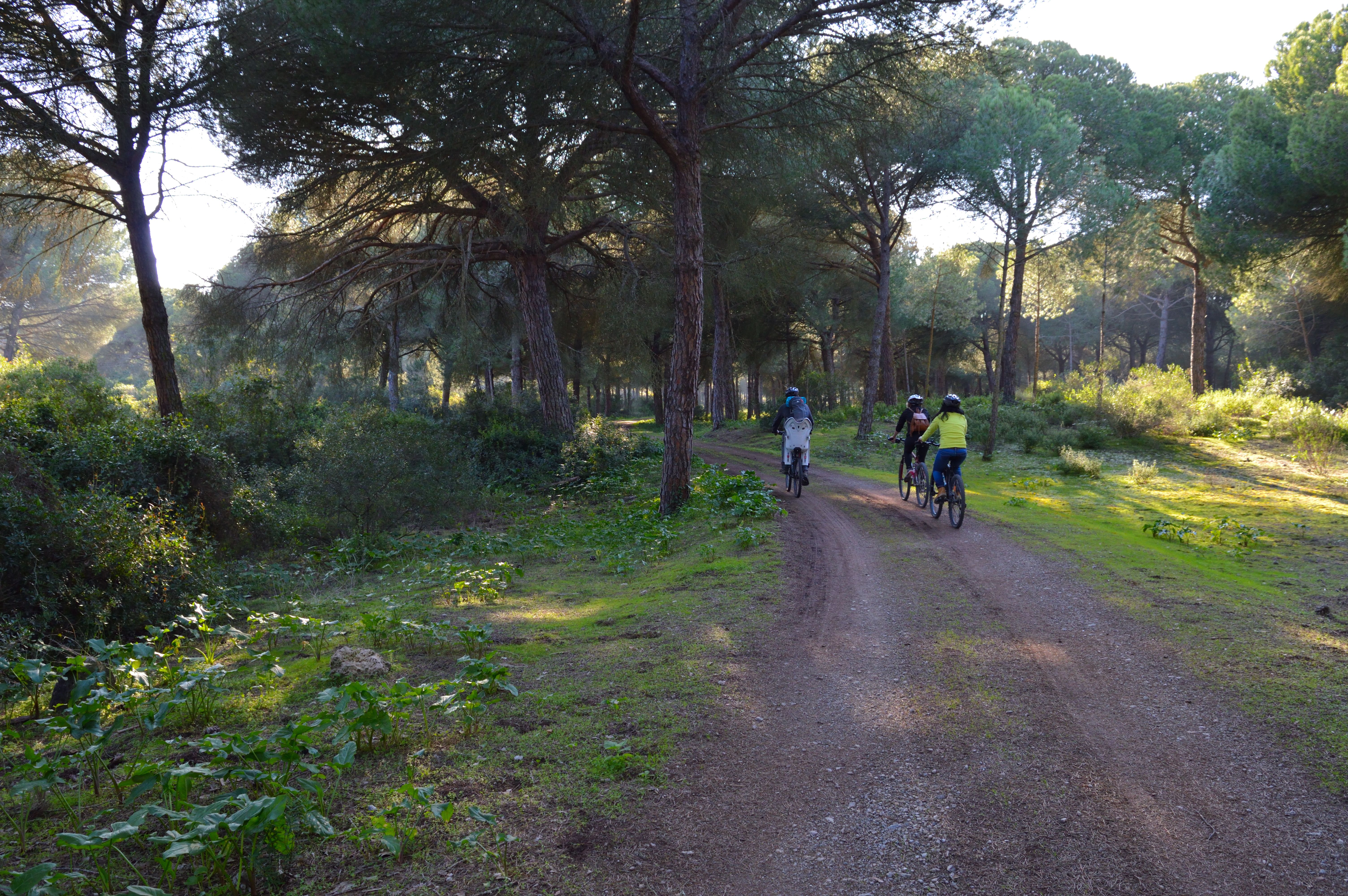 Ruta en bicicleta por La Algaida en Doñana, Sanlúcar