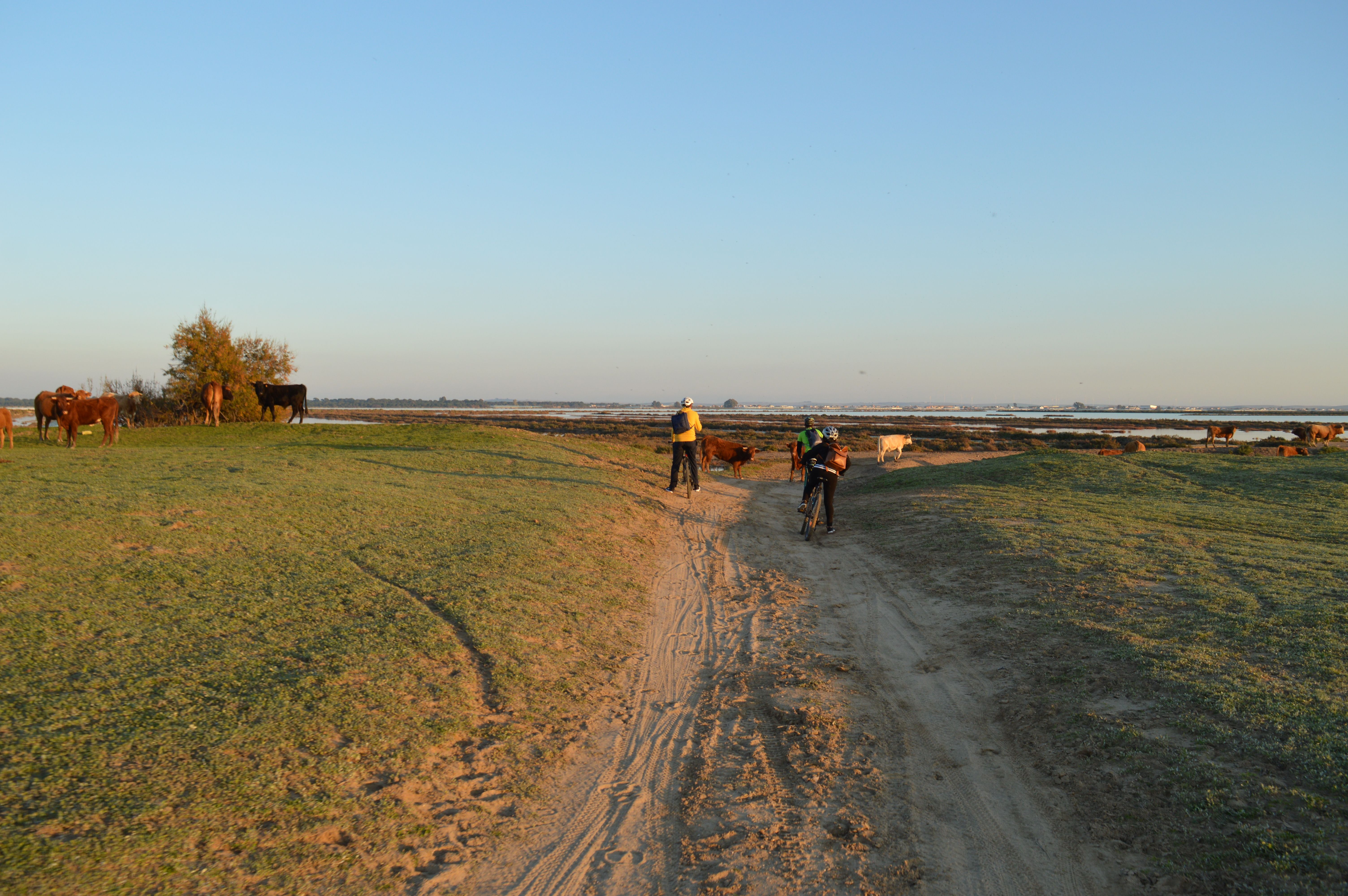 Trayecto en bicicleta dentro de las marimas de Doñana en Sanlúcar