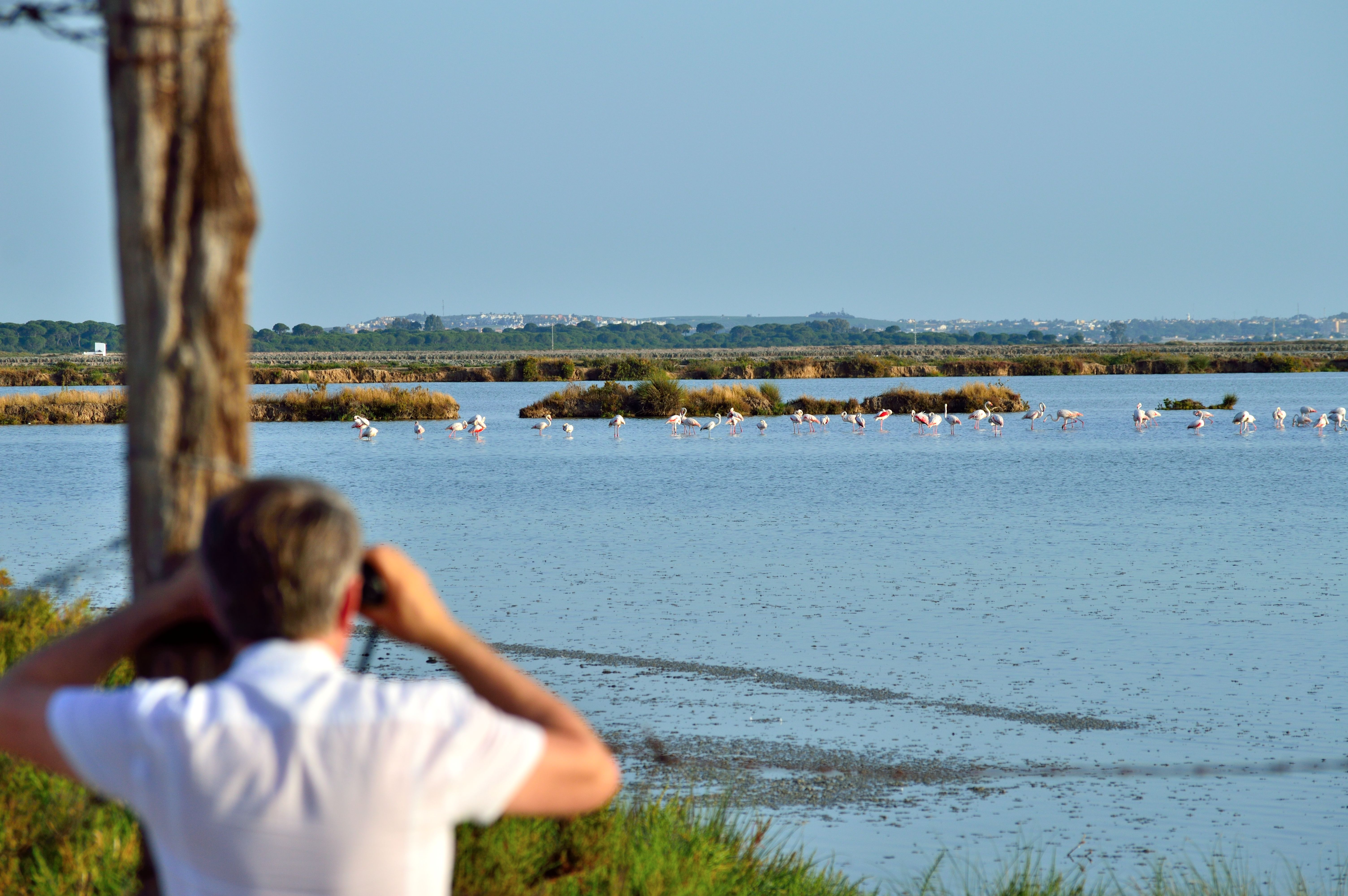 Avistamiento de aves en la marismas de Doñana