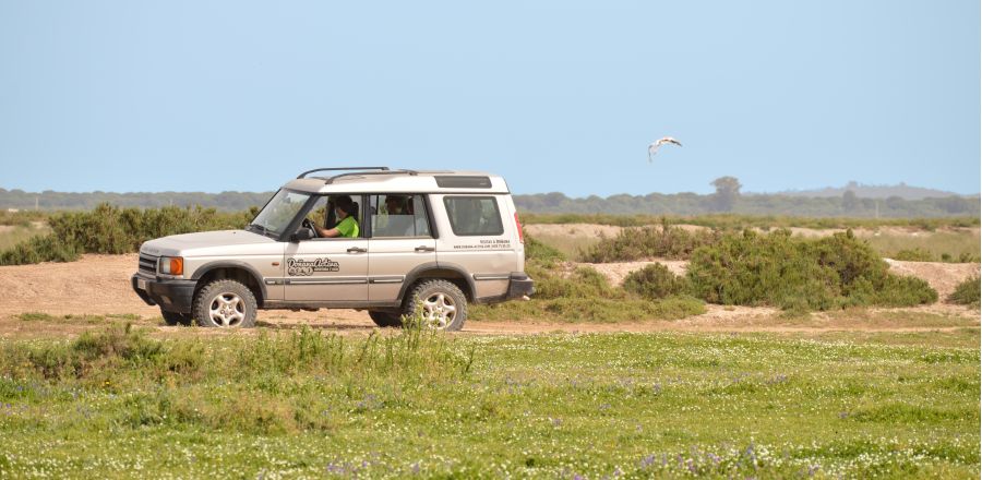 Visita a Doñana en jeep