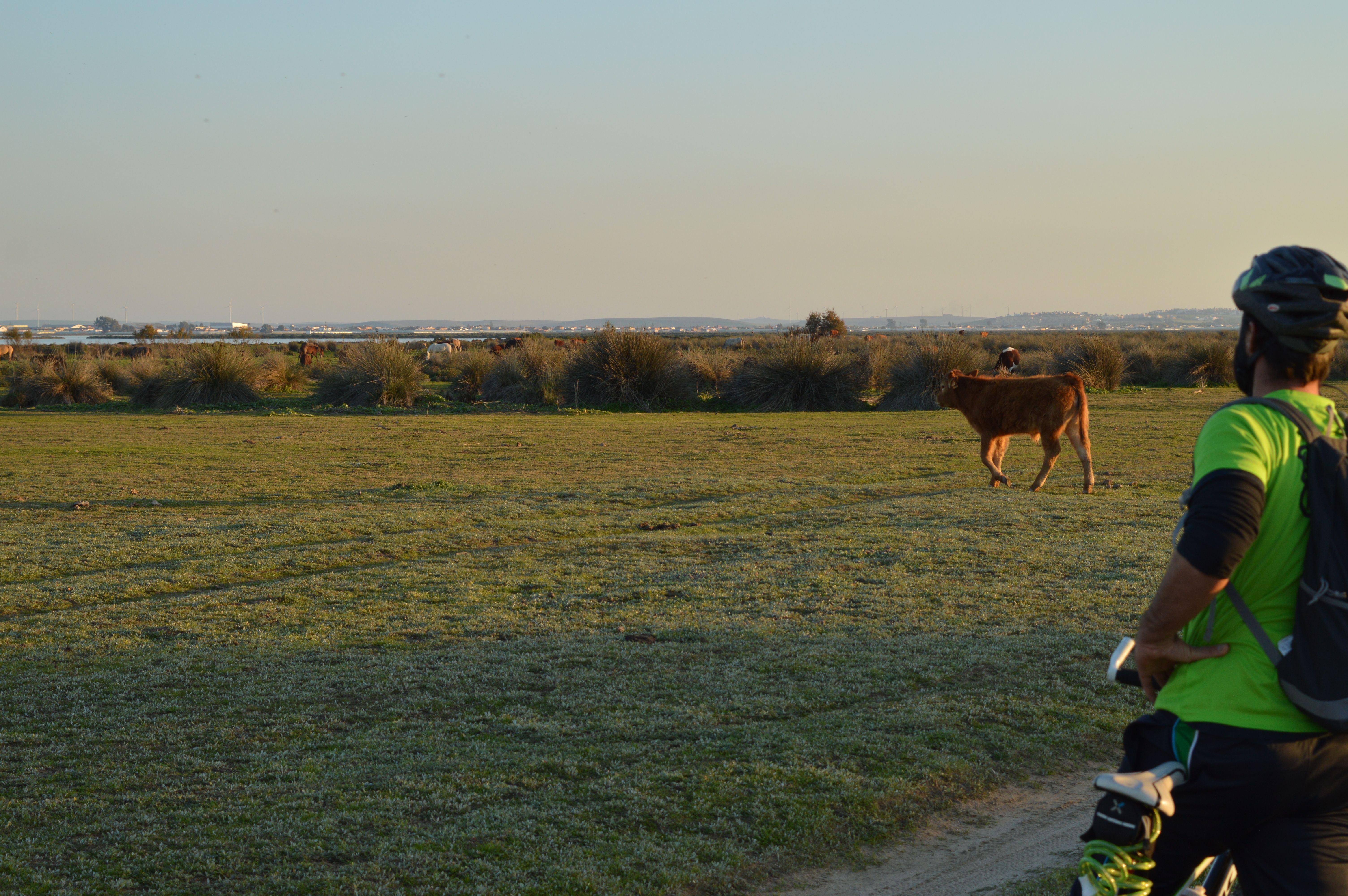 Ganado en libertad en la ruta en bicicleta por las marismas de Doñana