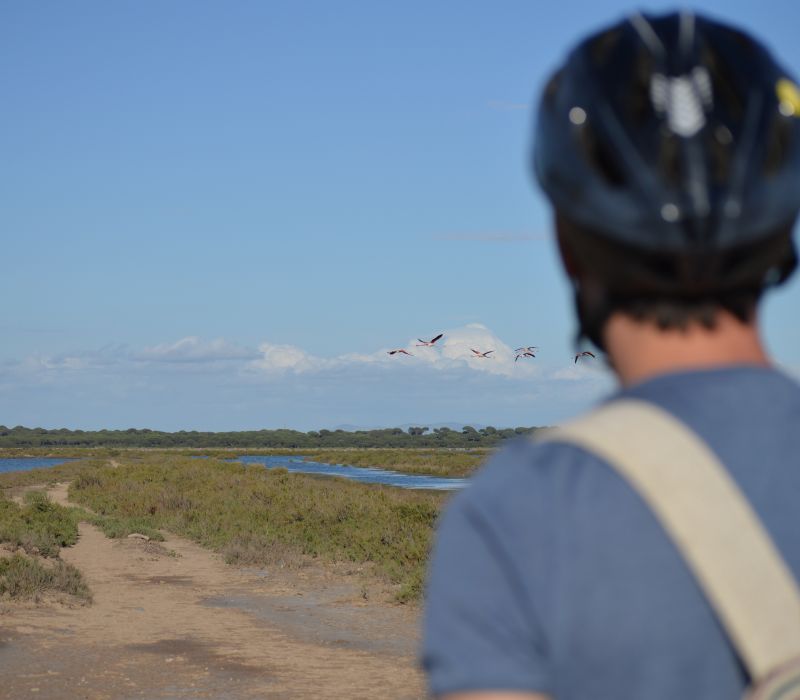 Ruta en bicicleta escolares Doñana