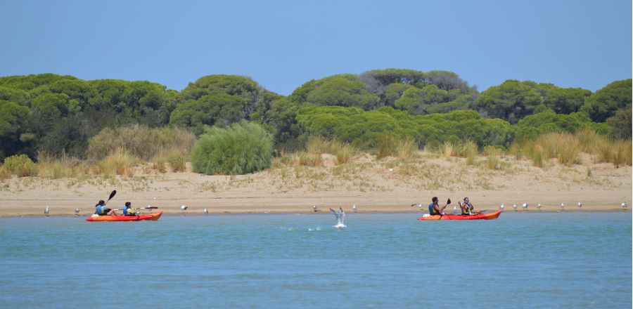 Ruta en kayak para escolares sanlucar cadiz