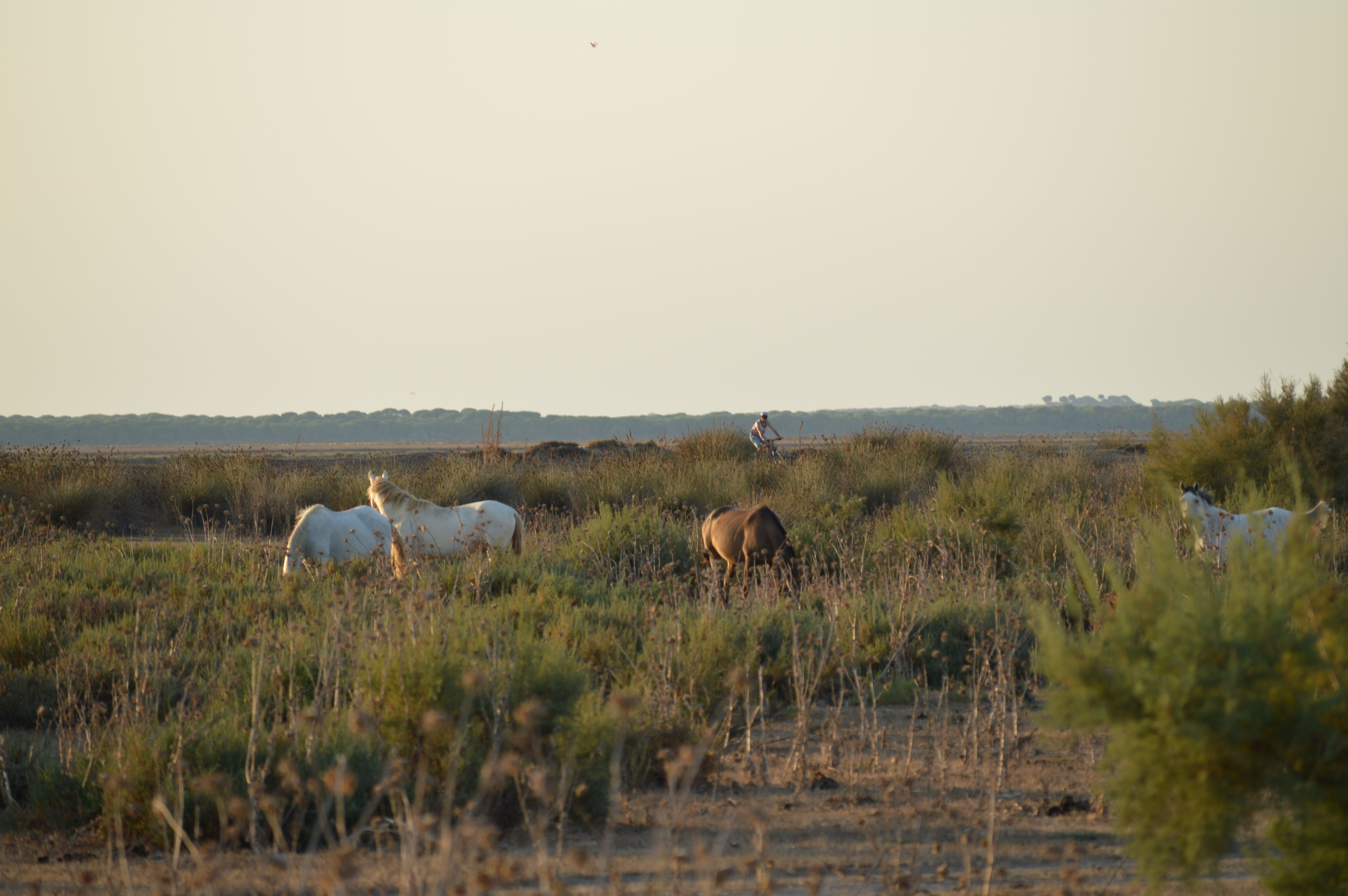 Caballos durante la ruta en bicicleta por Doñana, Cádiz