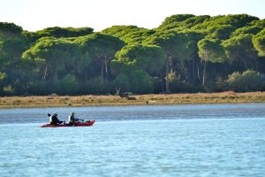 Ciervo en la orilla en la ruta en kayak en Sanlúcar